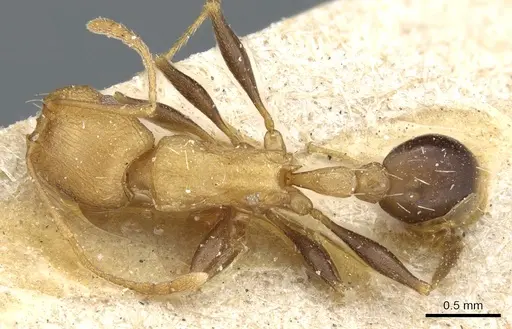 Tetramorium sericeiventre specimen CASENT0904836 image casent0904836_1