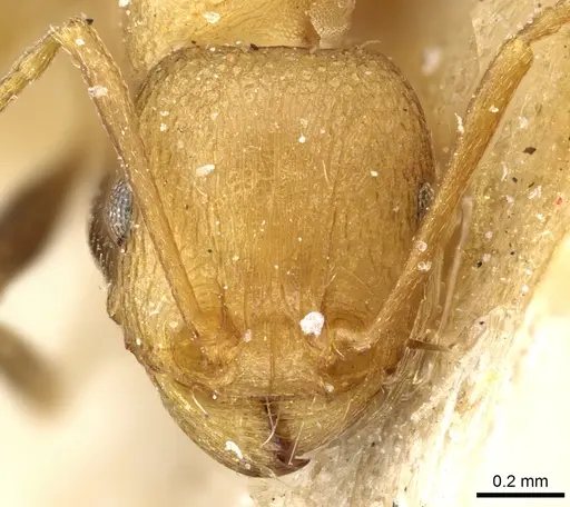 Tetramorium sericeiventre specimen CASENT0904836 image casent0904836_2
