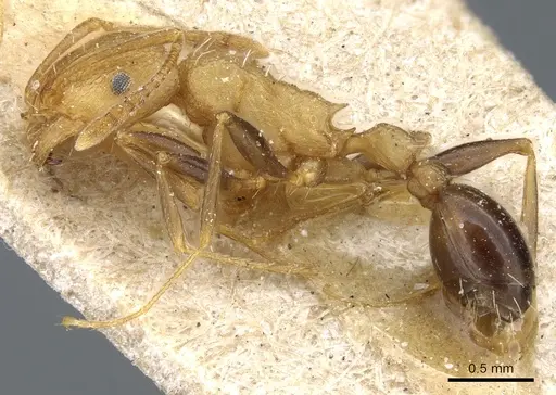 Tetramorium sericeiventre specimen CASENT0904836 image casent0904836_3