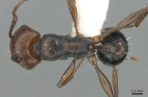 Tetramorium sericeiventre specimen CASENT0906430 image casent0906430_1