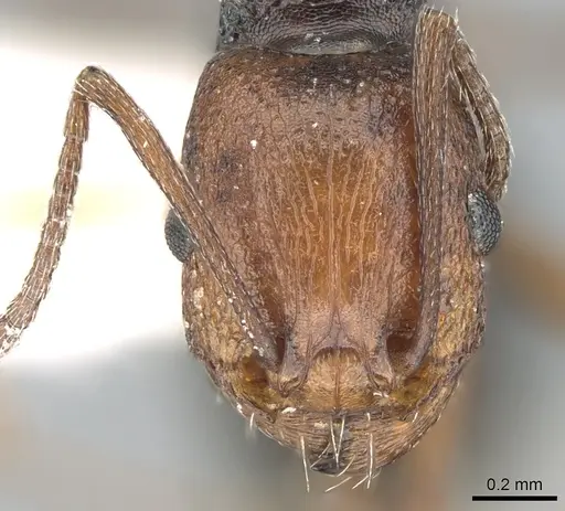Tetramorium sericeiventre specimen CASENT0906430 image casent0906430_2