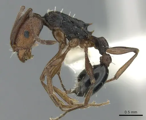 Tetramorium sericeiventre specimen CASENT0906430 image casent0906430_3