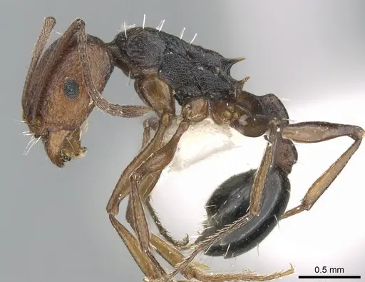 Tetramorium sericeiventre specimen CASENT0906430 image casent0906430_4