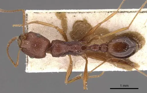 Tetramorium sericeiventre specimen CASENT0909141 image casent0909141_1