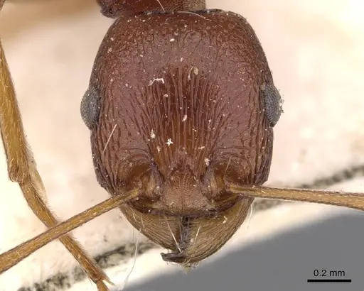 Tetramorium sericeiventre specimen CASENT0909141 image casent0909141_2