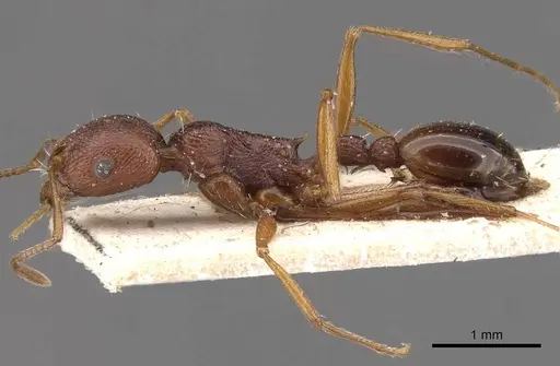 Tetramorium sericeiventre specimen CASENT0909141 image casent0909141_3