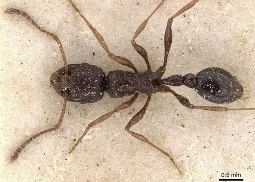 Tetramorium sericeiventre specimen CASENT0909150 image casent0909150_1