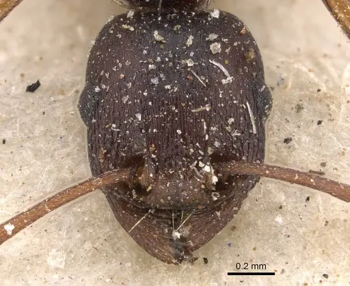 Tetramorium sericeiventre specimen CASENT0909150 image casent0909150_2