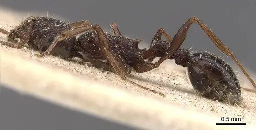 Tetramorium sericeiventre specimen CASENT0909150 image casent0909150_3