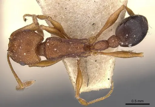 Tetramorium sericeiventre specimen CASENT0909151 image casent0909151_1