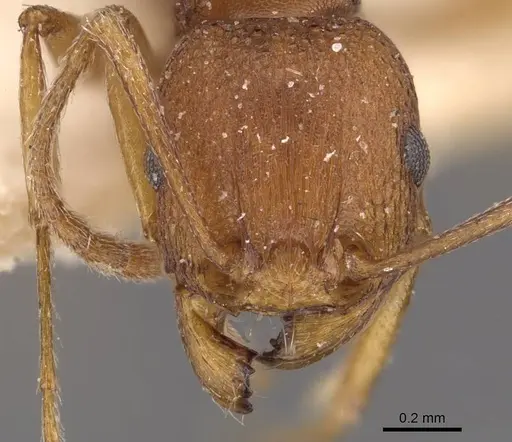 Tetramorium sericeiventre specimen CASENT0909151 image casent0909151_2