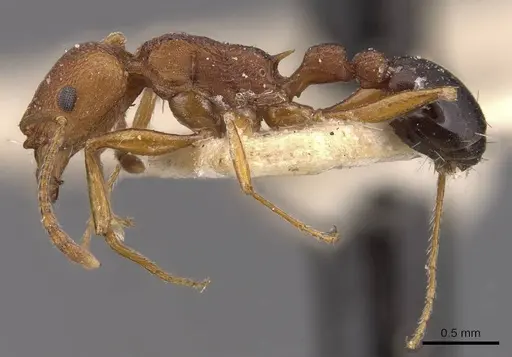 Tetramorium sericeiventre specimen CASENT0909151 image casent0909151_3