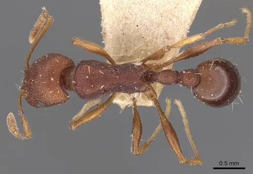 Tetramorium sericeiventre specimen CASENT0909153 image casent0909153_1