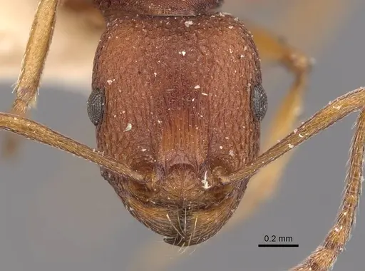 Tetramorium sericeiventre specimen CASENT0909153 image casent0909153_2