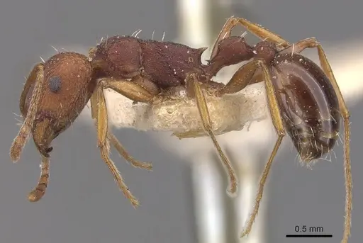 Tetramorium sericeiventre specimen CASENT0909153 image casent0909153_3