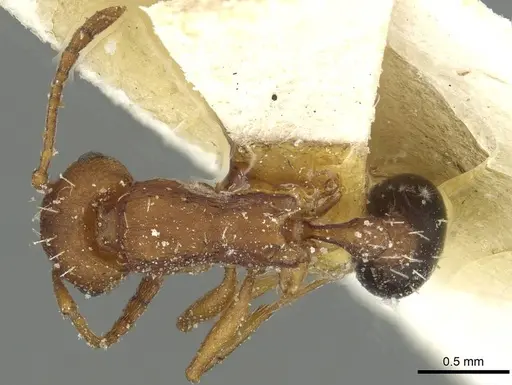 Tetramorium sericeiventre specimen CASENT0915057 image casent0915057_1
