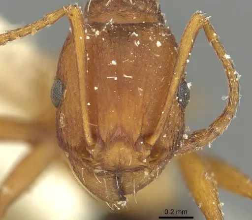 Tetramorium sericeiventre specimen CASENT0915057 image casent0915057_2