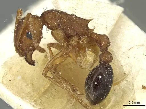 Tetramorium sericeiventre specimen CASENT0915057 image casent0915057_3