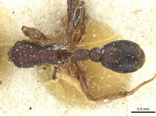 Tetramorium sericeiventre specimen CASENT0915058 image casent0915058_1