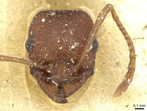 Tetramorium sericeiventre specimen CASENT0915058 image casent0915058_2