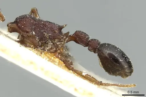 Tetramorium sericeiventre specimen CASENT0915058 image casent0915058_3