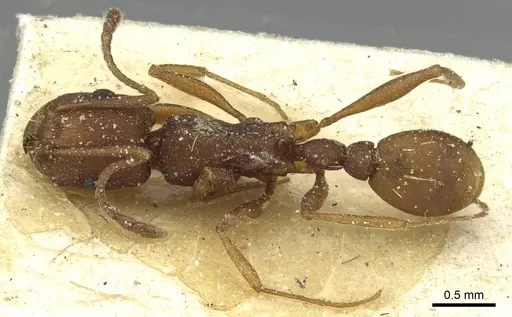 Tetramorium sericeiventre specimen CASENT0915059 image casent0915059_1