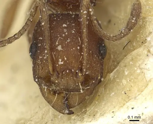 Tetramorium sericeiventre specimen CASENT0915059 image casent0915059_2