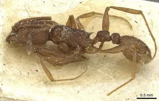 Tetramorium sericeiventre specimen CASENT0915059 image casent0915059_3