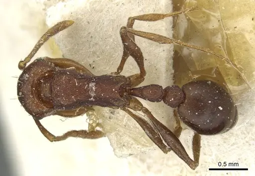 Tetramorium sericeiventre specimen CASENT0915060 image casent0915060_1