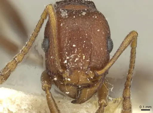 Tetramorium sericeiventre specimen CASENT0915060 image casent0915060_2