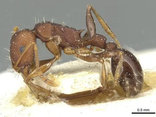 Tetramorium sericeiventre specimen CASENT0915060 image casent0915060_3