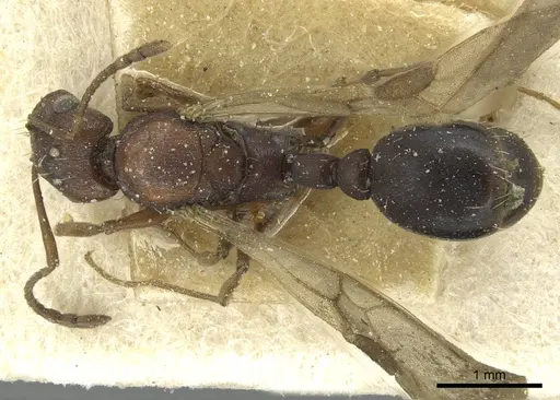 Tetramorium sericeiventre specimen CASENT0915061 image casent0915061_1