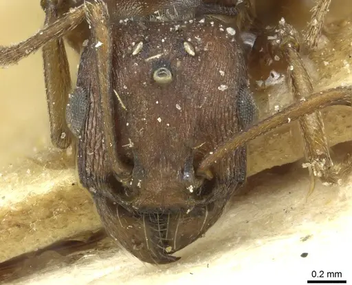 Tetramorium sericeiventre specimen CASENT0915061 image casent0915061_2