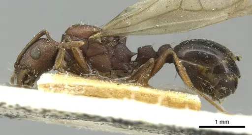 Tetramorium sericeiventre specimen CASENT0915061 image casent0915061_3