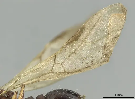 Tetramorium sericeiventre specimen CASENT0915061 image casent0915061_4