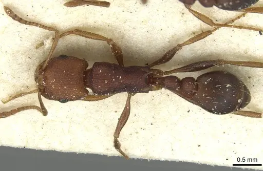 Tetramorium sericeiventre specimen CASENT0915062 image casent0915062_1