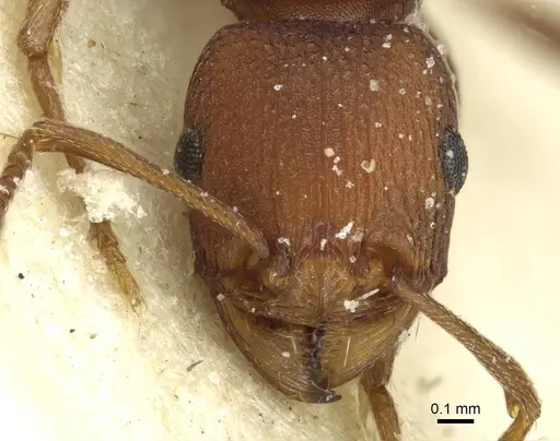 Tetramorium sericeiventre specimen CASENT0915062 image casent0915062_2