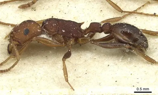 Tetramorium sericeiventre specimen CASENT0915062 image casent0915062_3