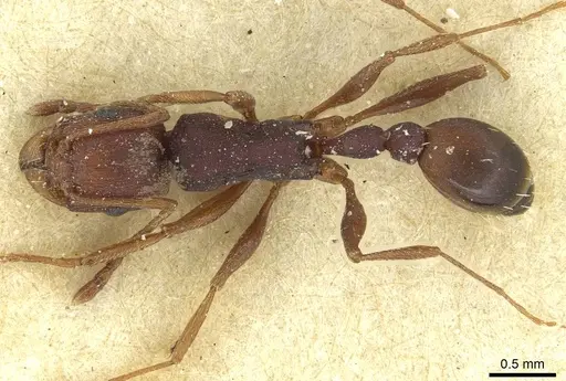 Tetramorium sericeiventre specimen CASENT0915063 image casent0915063_1
