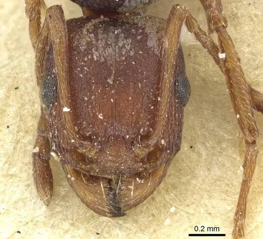 Tetramorium sericeiventre specimen CASENT0915063 image casent0915063_2