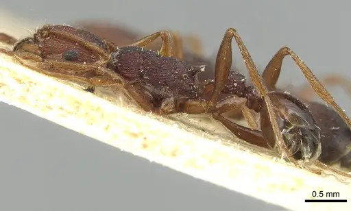 Tetramorium sericeiventre specimen CASENT0915063 image casent0915063_3