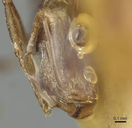Tetramorium sericeiventre specimen CASENT0915064 image casent0915064_2