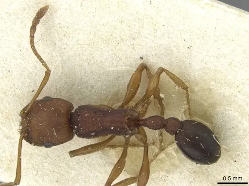 Tetramorium sericeiventre specimen CASENT0915065 image casent0915065_1