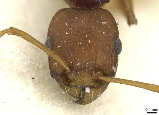 Tetramorium sericeiventre specimen CASENT0915065 image casent0915065_2