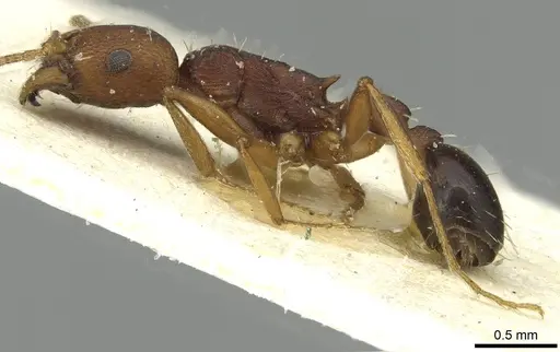 Tetramorium sericeiventre specimen CASENT0915065 image casent0915065_3