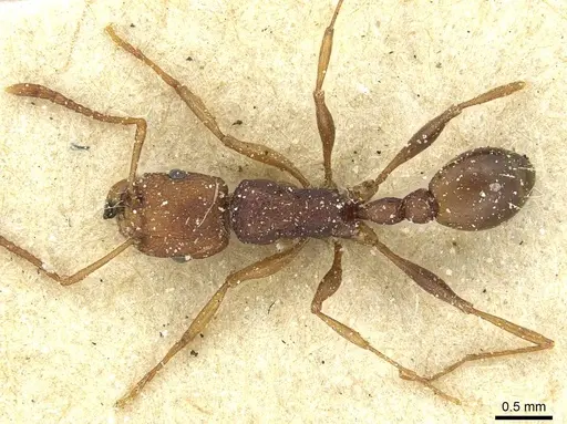 Tetramorium sericeiventre specimen CASENT0915066 image casent0915066_1