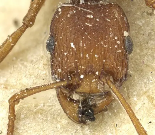 Tetramorium sericeiventre specimen CASENT0915066 image casent0915066_2
