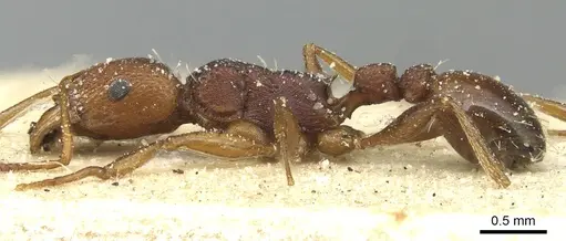 Tetramorium sericeiventre specimen CASENT0915066 image casent0915066_3