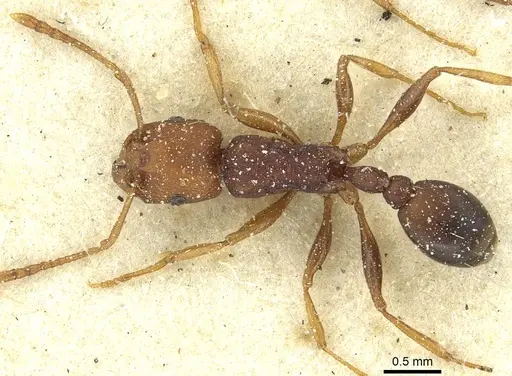 Tetramorium sericeiventre specimen CASENT0915067 image casent0915067_1