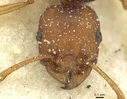 Tetramorium sericeiventre specimen CASENT0915067 image casent0915067_2